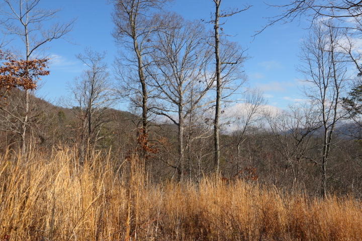 1 Reagan Valley Road Tellico Plains, TN 37385 - Photo 30 of 40 IMG_5968