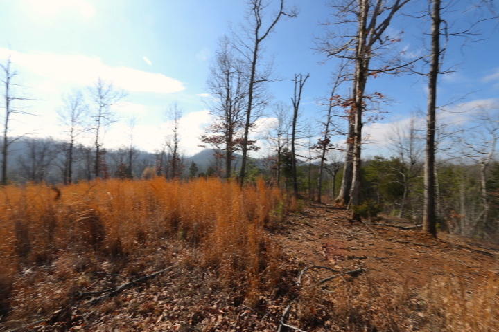 1 Reagan Valley Road Tellico Plains, TN 37385 - Photo 31 of 40 IMG_5970
