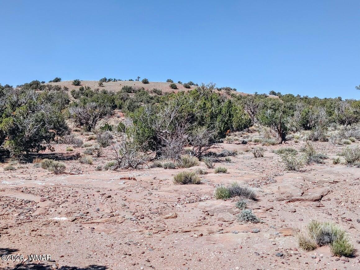 Lot 222 Woodridge Ranch Concho, AZ 85924 - Photo 6 of 14 a view of a dry yard with trees in the background