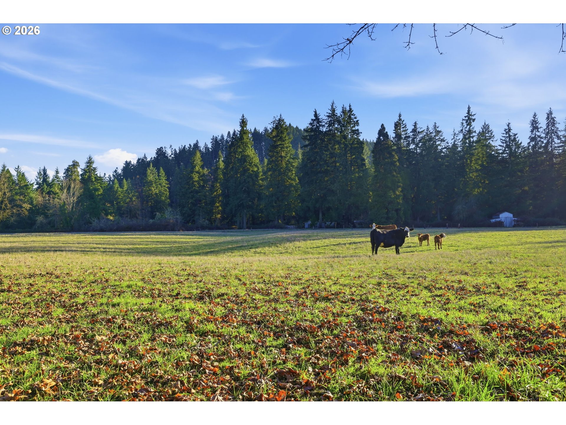 38961 Place Road Fall Creek, OR 97438 - Photo 18 of 28