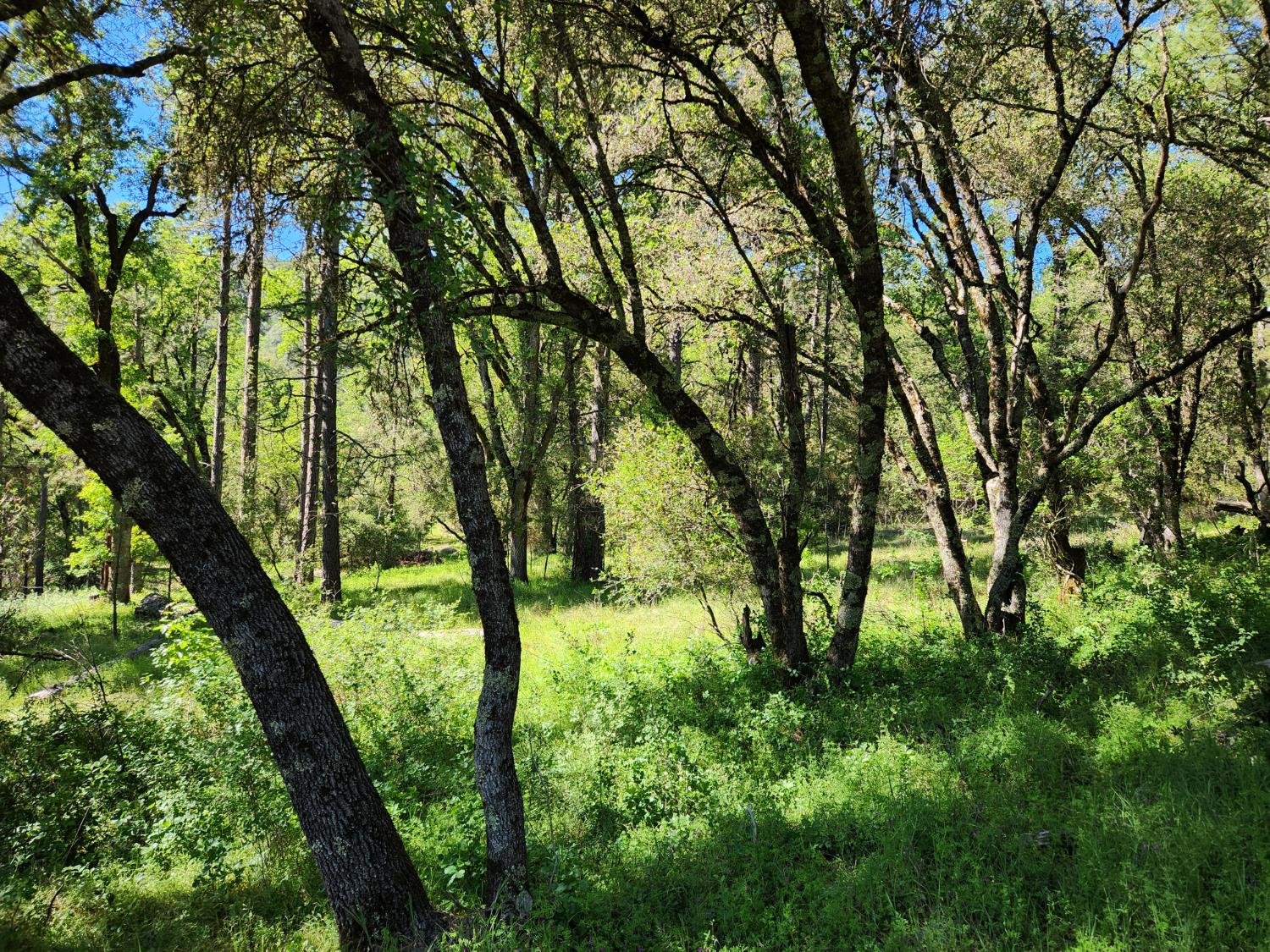 0 Morning Canyon Road Placerville, CA 95667 - Photo 11 of 14 a view of backyard with green space