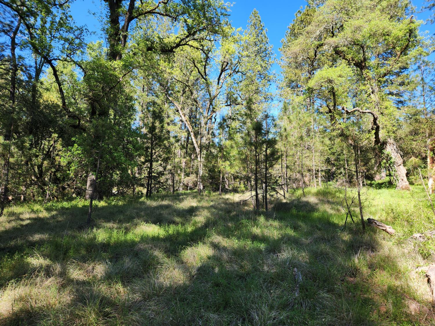 0 Morning Canyon Road Placerville, CA 95667 - Photo 12 of 14 a view of yard with green space