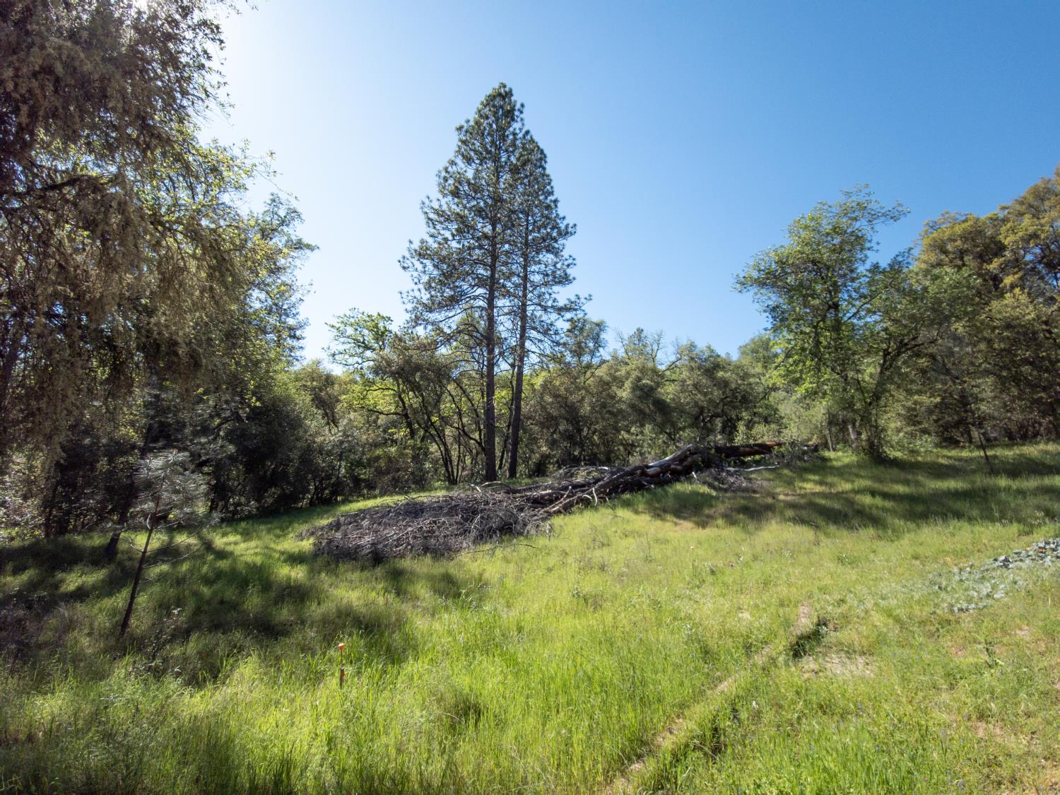 0 Morning Canyon Road Placerville, CA 95667 - Photo 13 of 14 a backyard of a house with lots of green space