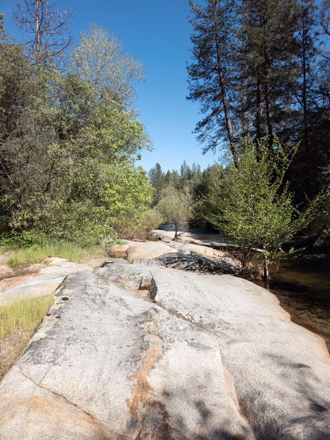 0 Morning Canyon Road Placerville, CA 95667 - Photo 6 of 14 a view of a yard with a tree