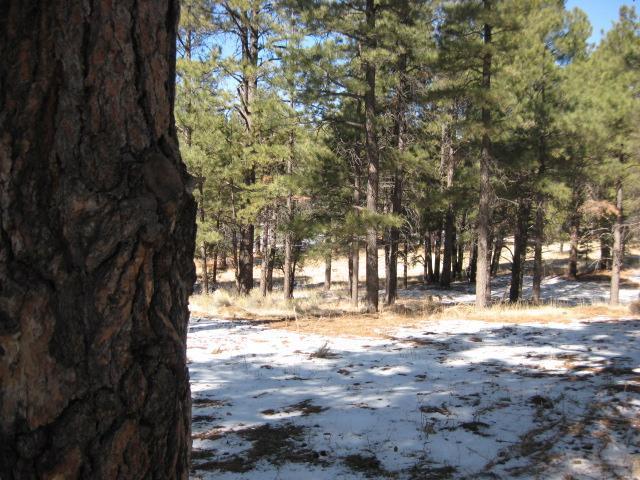 350 North Spitz Spring Road Parks, AZ 86046 - Photo 5 of 18 Additional Photo