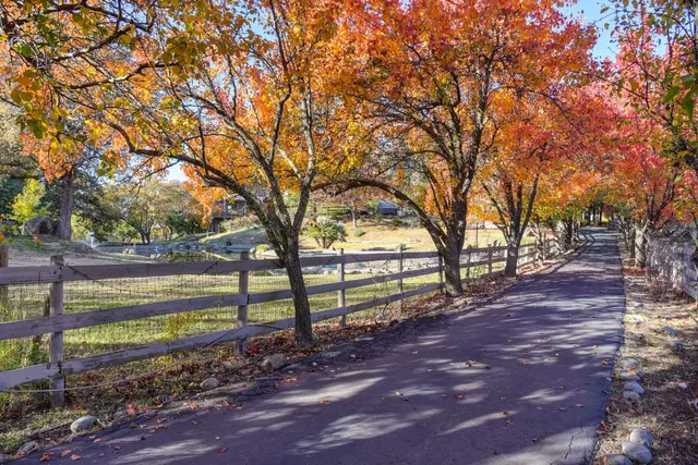 a view of a yard with large trees