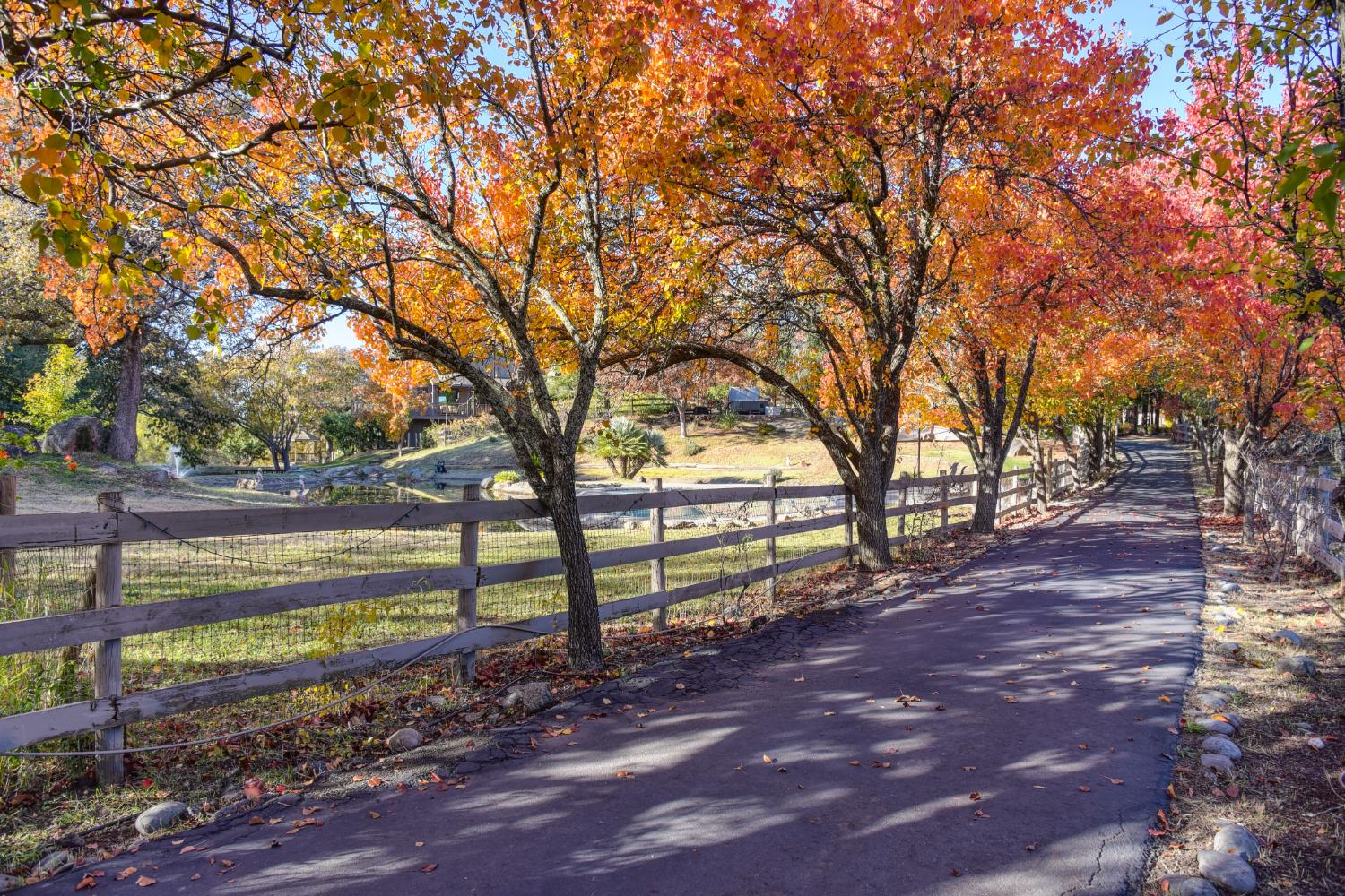 9475 King Road Loomis, CA 95650 - Photo 2 of 96 a view of a yard with large trees