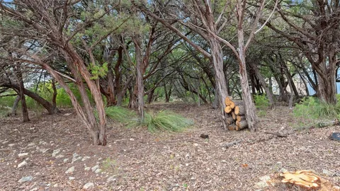 a view of a forest with trees