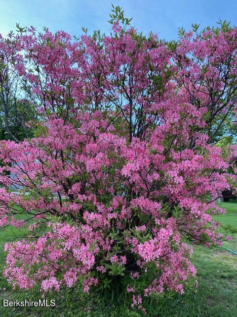 4 Birch Hill Road Peru, MA 01235 - Photo 46 of 61 Spring blooms