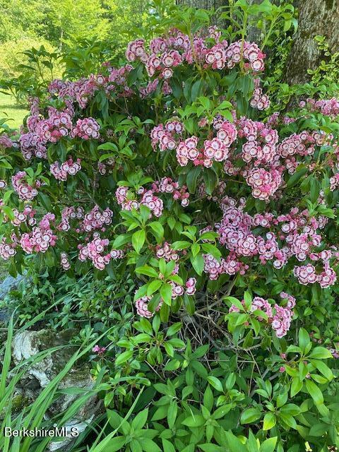 4 Birch Hill Road Peru, MA 01235 - Photo 47 of 61 Spring blooms