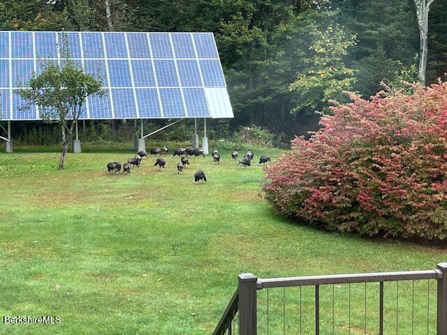 4 Birch Hill Road Peru, MA 01235 - Photo 53 of 61 Turkeys