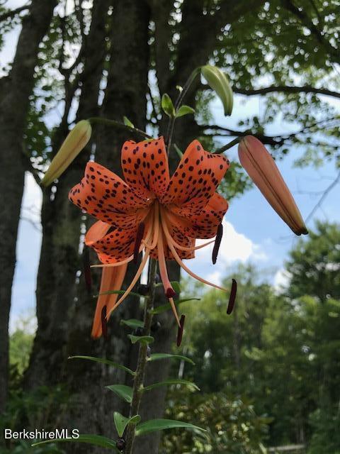 4 Birch Hill Road Peru, MA 01235 - Photo 54 of 61 blooms