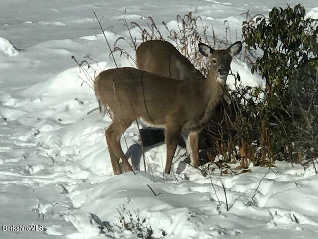 4 Birch Hill Road Peru, MA 01235 - Photo 56 of 61 wild life