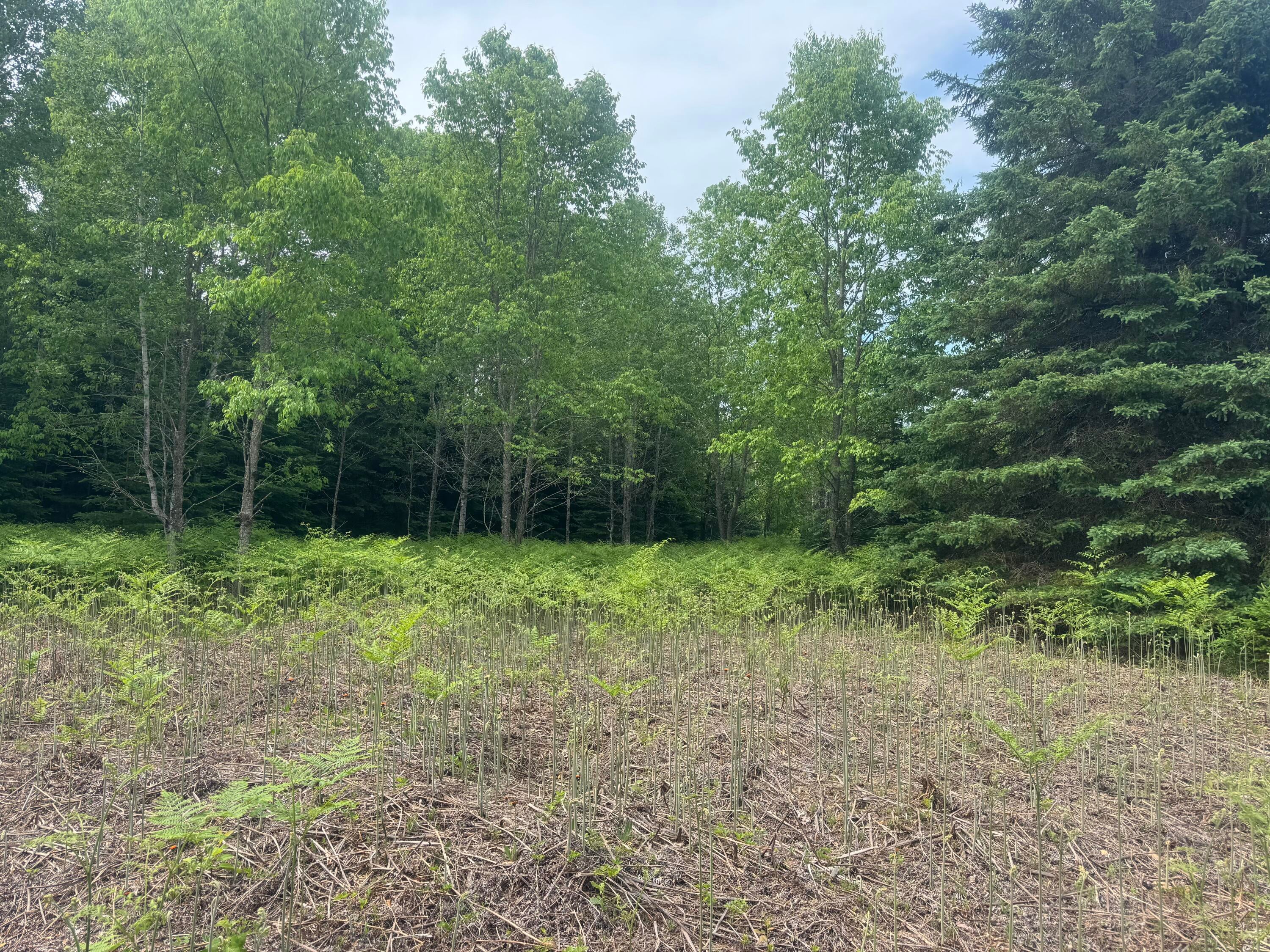 N4996 Ford Lake Road Germfask, MI 49836 - Photo 14 of 27 Gallery Image 14