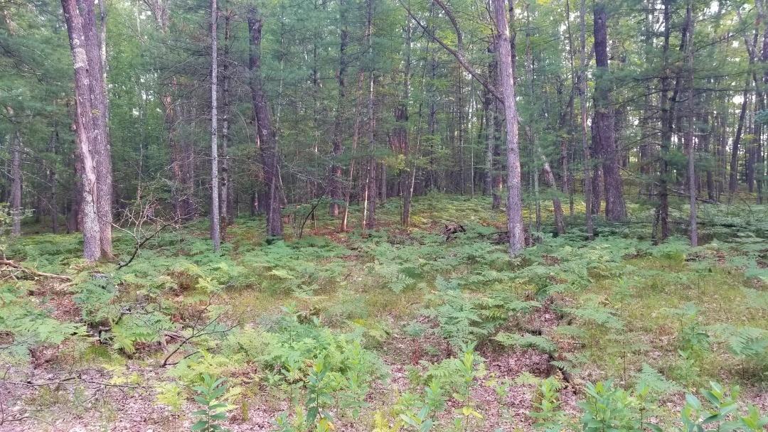 1437 West Centerline Road Baldwin, MI 49304 - Photo 8 of 34 20210804_181839
