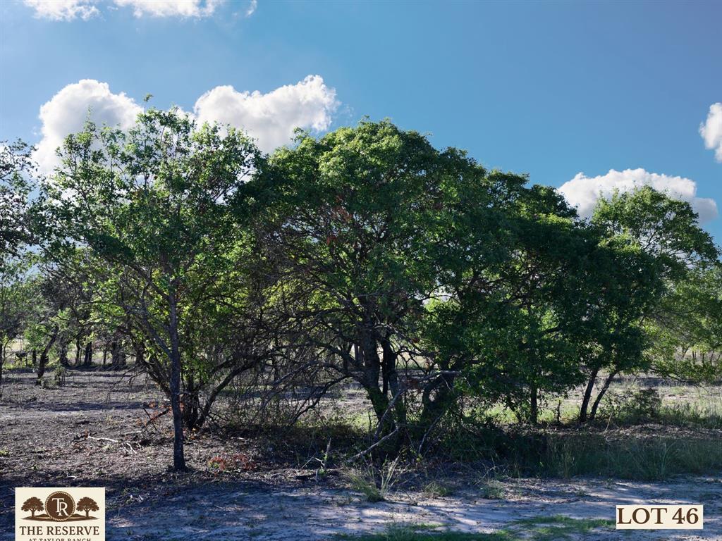 Lot 46 Colt Road Springtown, TX 76082 - Photo 2 of 14 a view of a tree in a yard