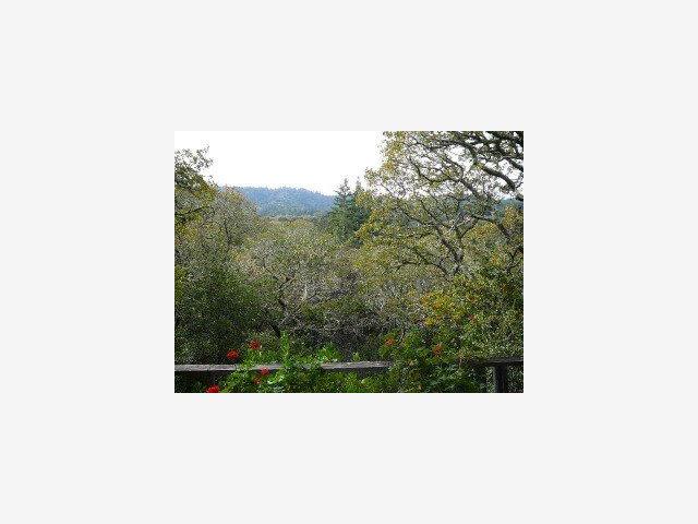 4668 Alpine Road Portola Valley, CA 94028 - Photo 4 of 9 a picture of a bench in middle of a forest