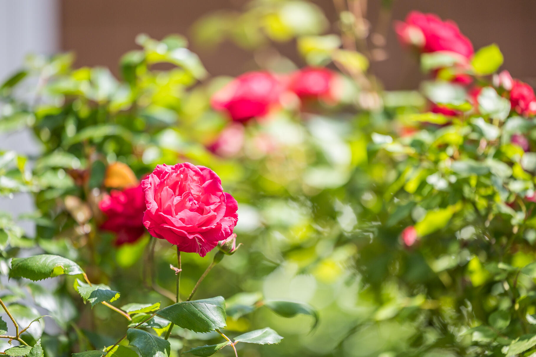 72 South Highland Road Truro, MA 02666 - Photo 52 of 59 a view of a flower