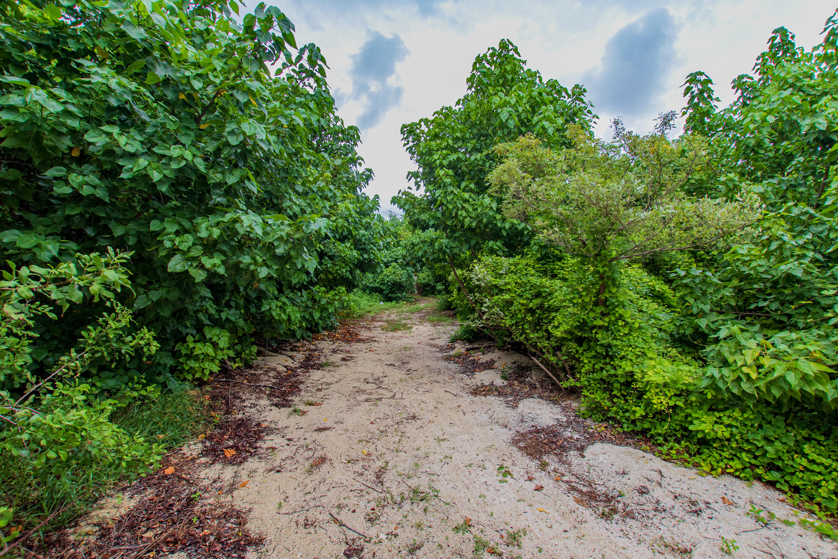 87 Old Road Islamorada, FL 33036 - Photo 4 of 4 Dirt Road