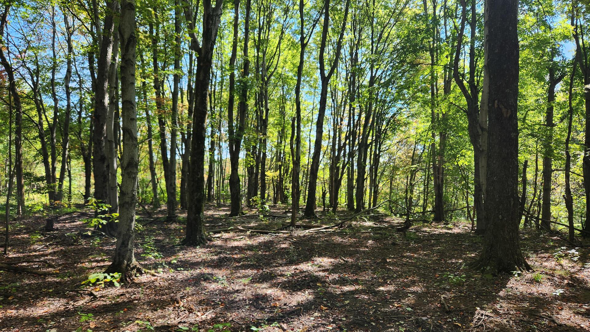 999 Poplar Ridge Road, Unit PONDS POPLAR RIDGE TRACT 15) Gallipolis, OH 45631 - Photo 20 of 34 CT-21
