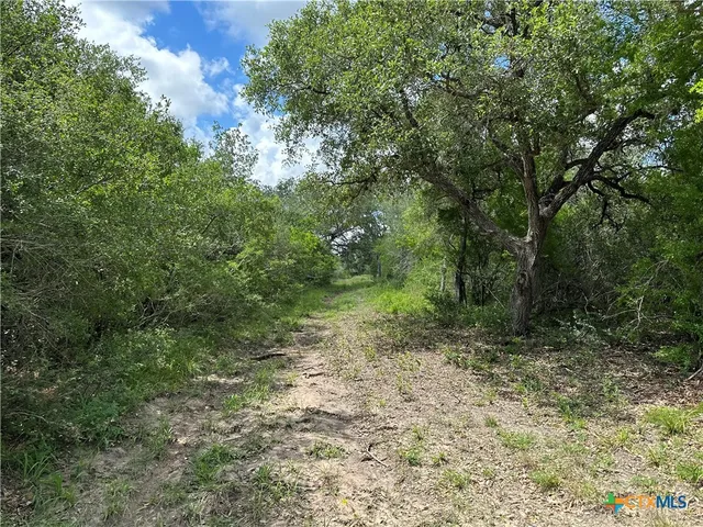 a view of a forest with trees in the background
