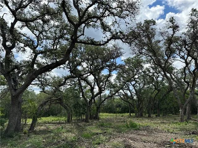 a view of a forest with trees