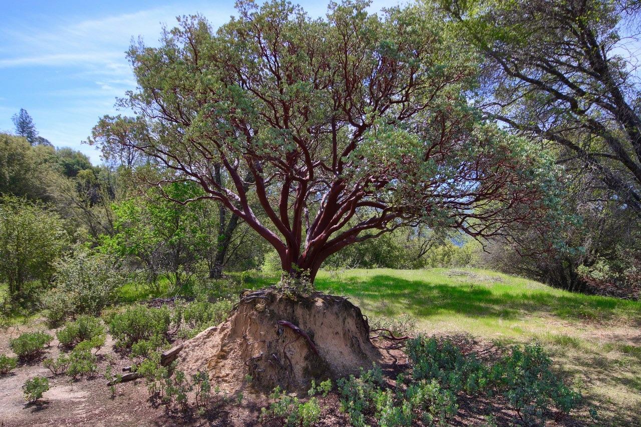 40640 Taylor Mountain Road Oakhurst, CA 93644 - Photo 54 of 62 a view of outdoor space with a garden and trees