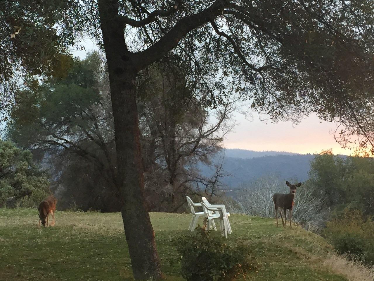 40640 Taylor Mountain Road Oakhurst, CA 93644 - Photo 56 of 62 a view of outdoor space with garden
