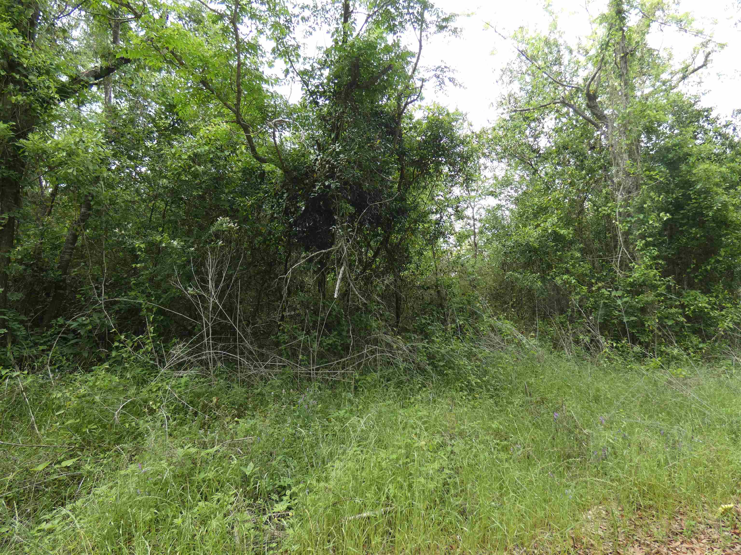 Tbd Devane Road Monticello, FL 32344 - Photo 1 of 4 Gallery Image 1