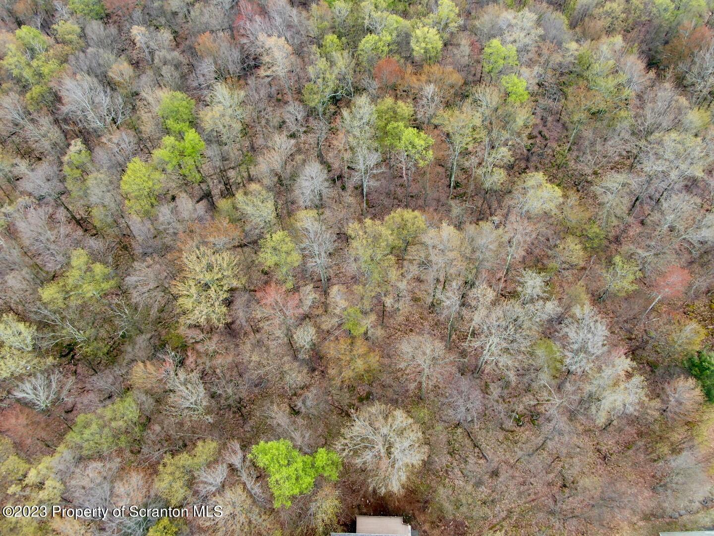 1013 Hemlock Way Newfoundland, PA 18445 - Photo 39 of 44 a picture of a tree