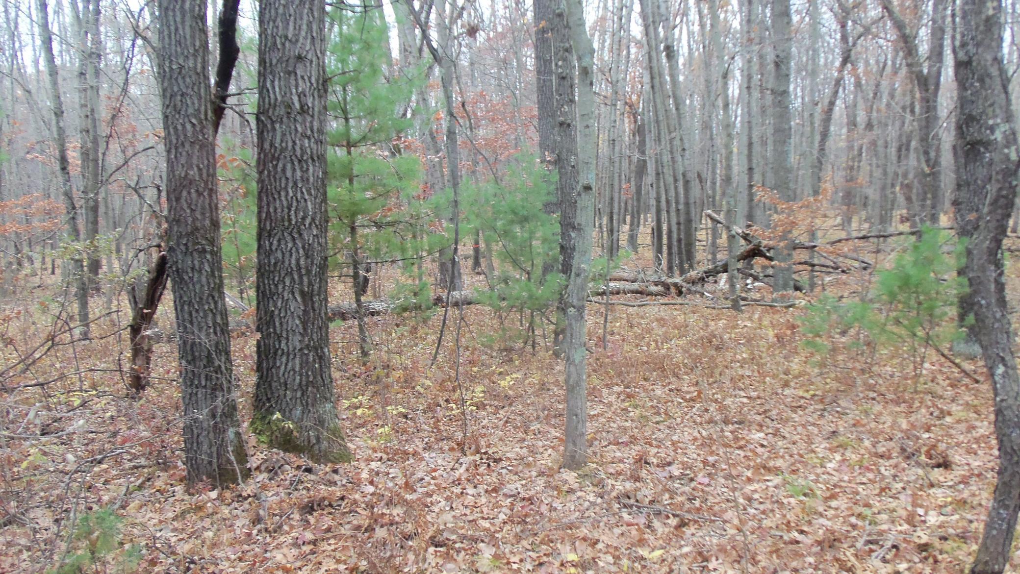 Lot 8 Herman Johnson Road Siren, WI 54872 - Photo 3 of 8