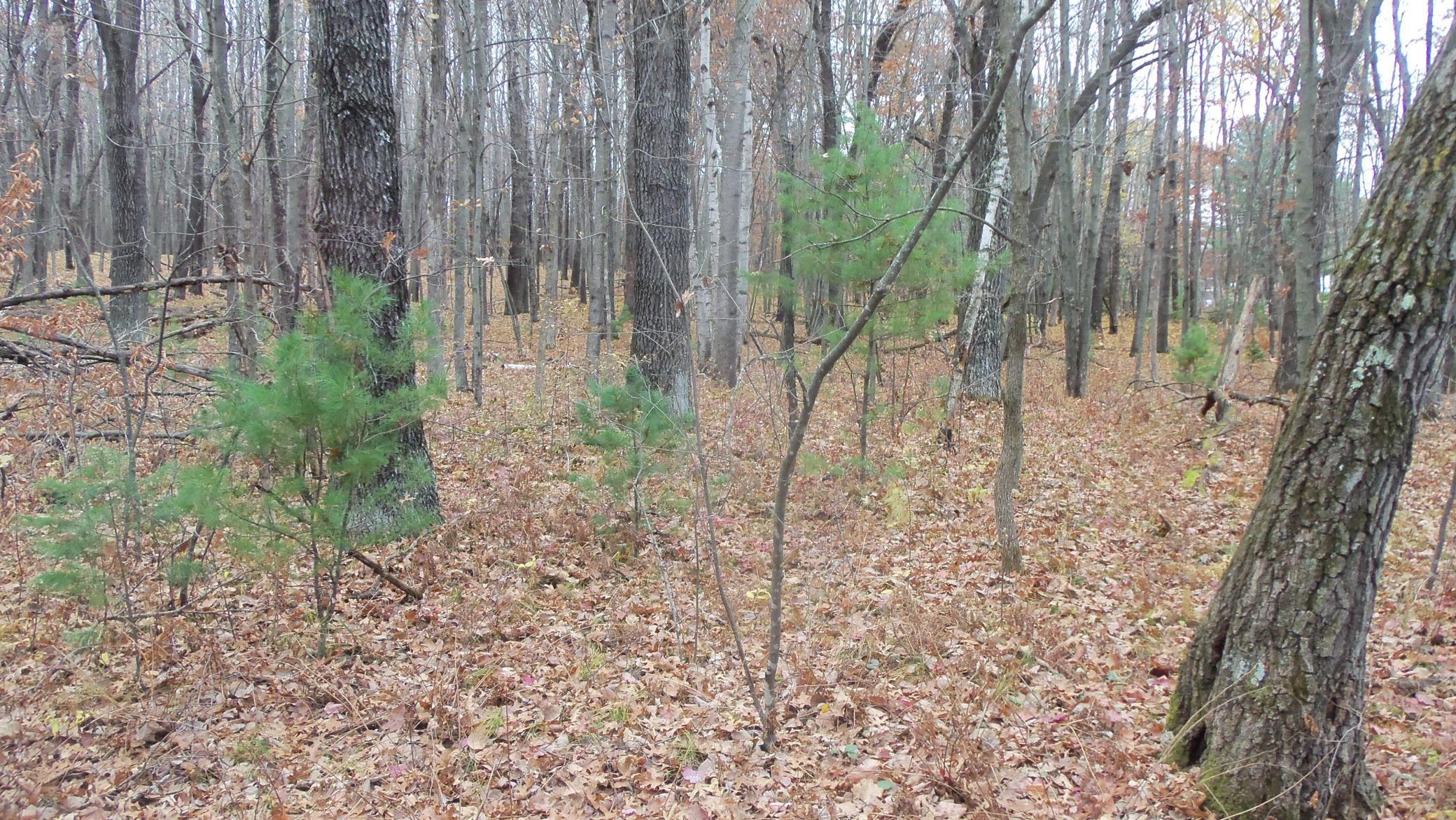 Lot 8 Herman Johnson Road Siren, WI 54872 - Photo 4 of 8