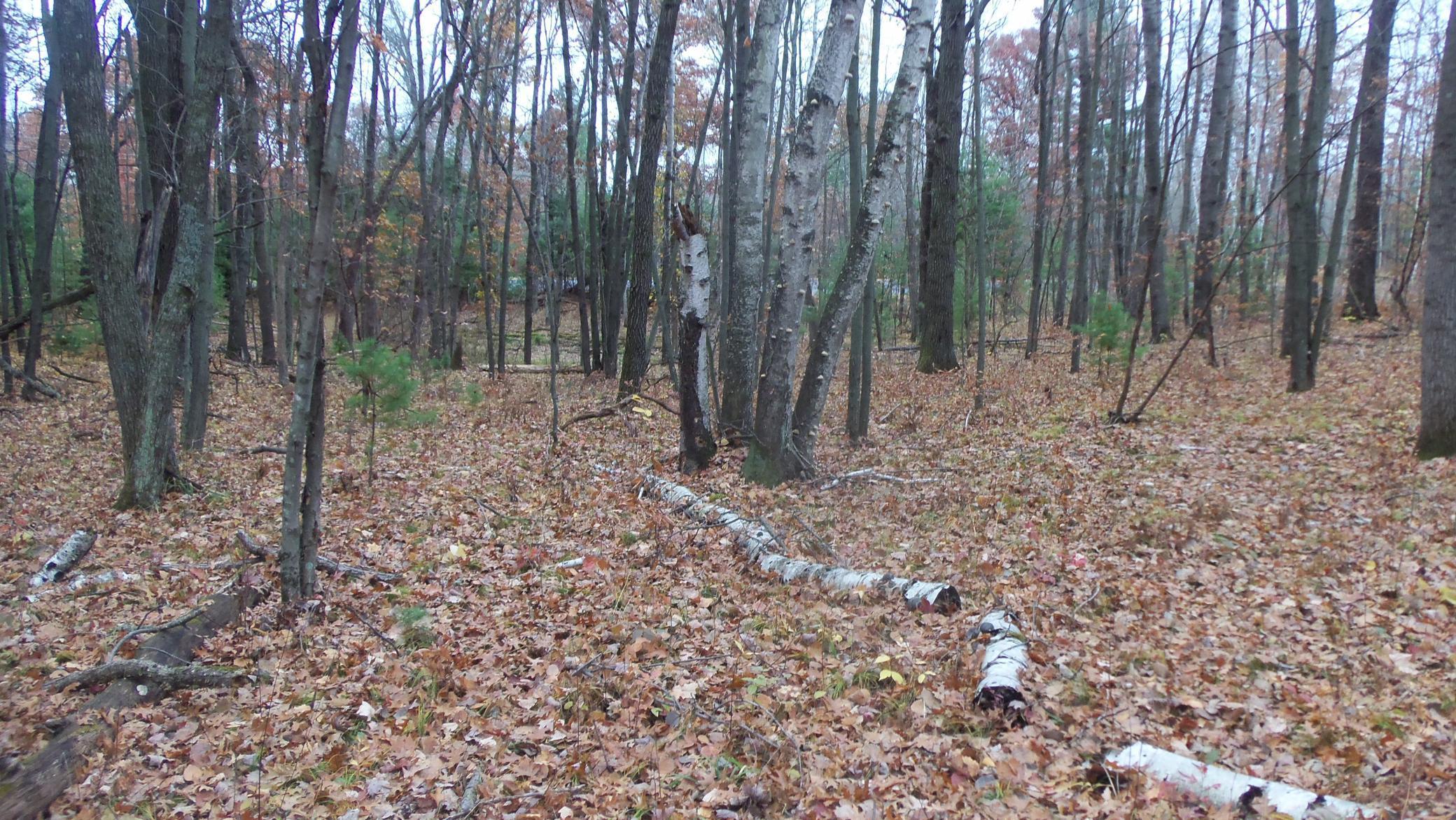 Lot 8 Herman Johnson Road Siren, WI 54872 - Photo 8 of 8