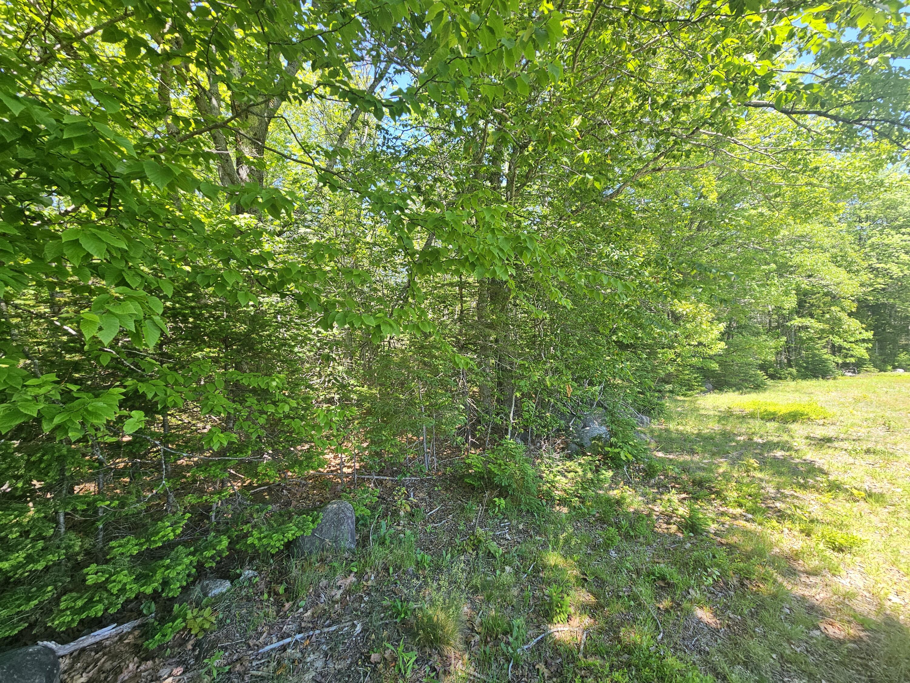 Lot 1 Martins Ridge Road Franklin, ME 04634 - Photo 5 of 17 20260611_131611