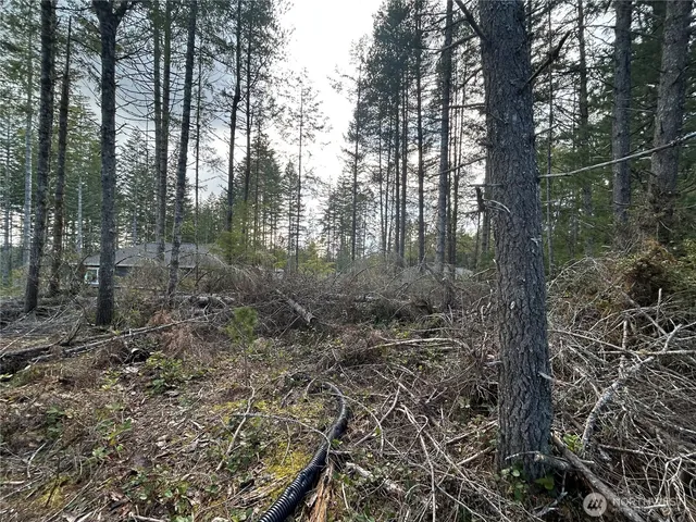 a view of a forest with trees