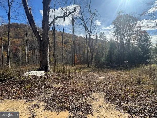 a view of a yard with trees