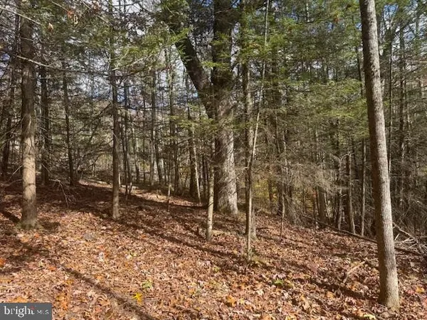 a view of a tree with a yard