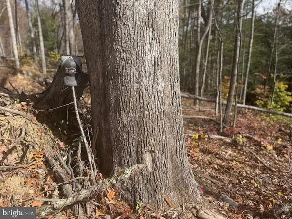 a view of lots of trees