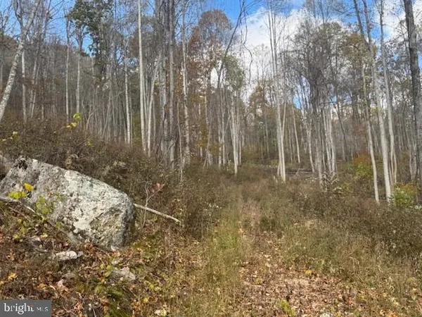 a view of a forest with trees