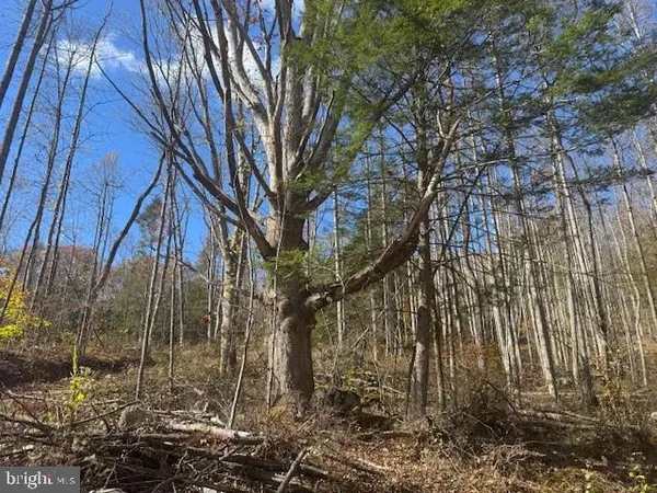 a view of outdoor space with trees