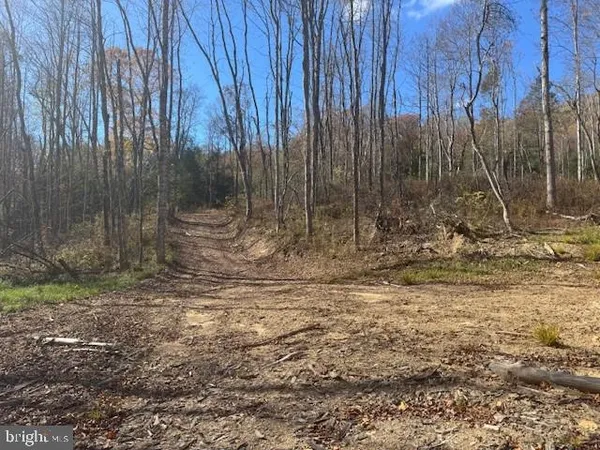 a view of a large tree