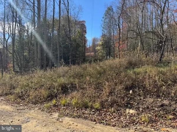 a view of yard with trees