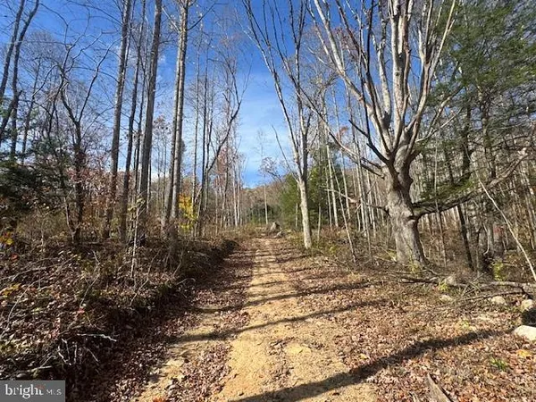 a view of a forest filled with trees