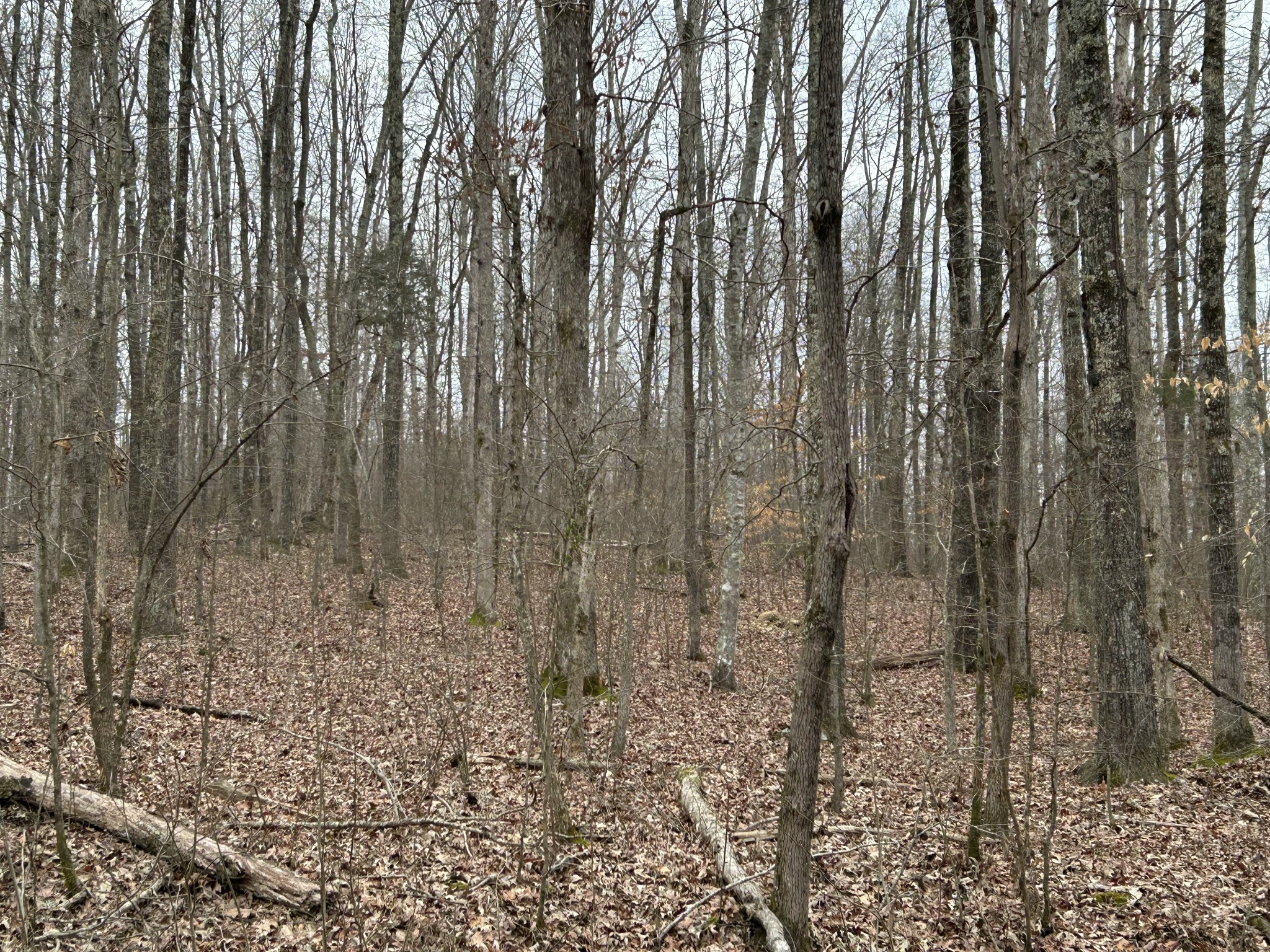 0 Doherty Store Road Big Sandy, TN 38221 - Photo 13 of 13 Gallery Image 13
