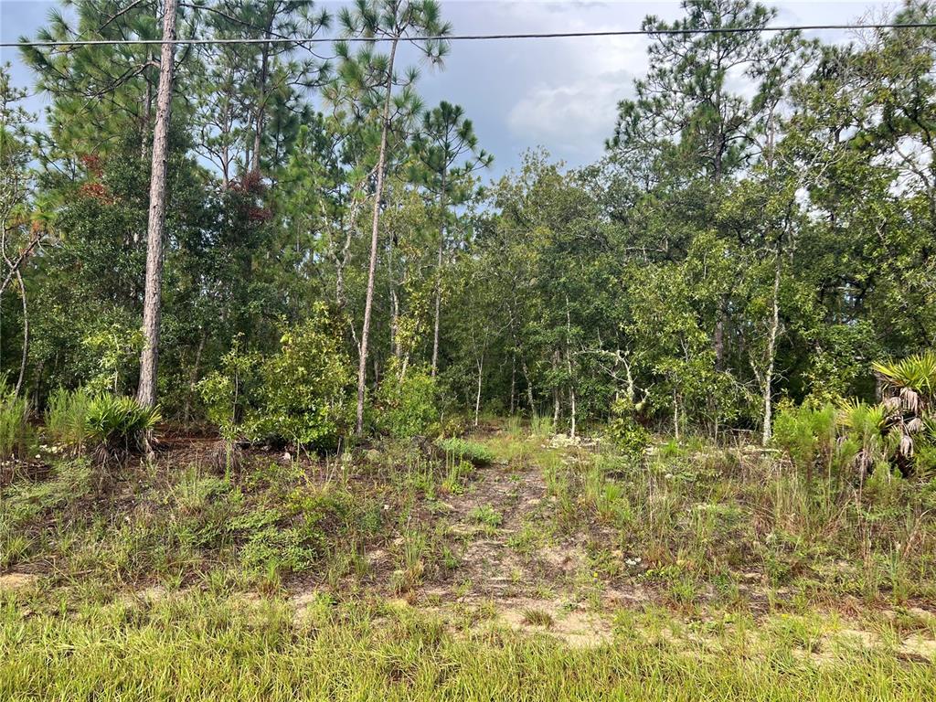 7180 North Henderson Way Dunnellon, FL 34434 - Photo 2 of 3 a view of forest