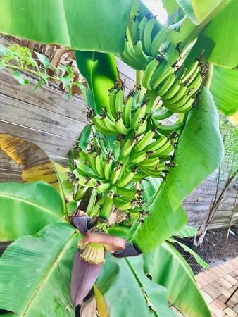 $3,700 | 311 North Swinton Avenue, Delray Beach, FL 33444