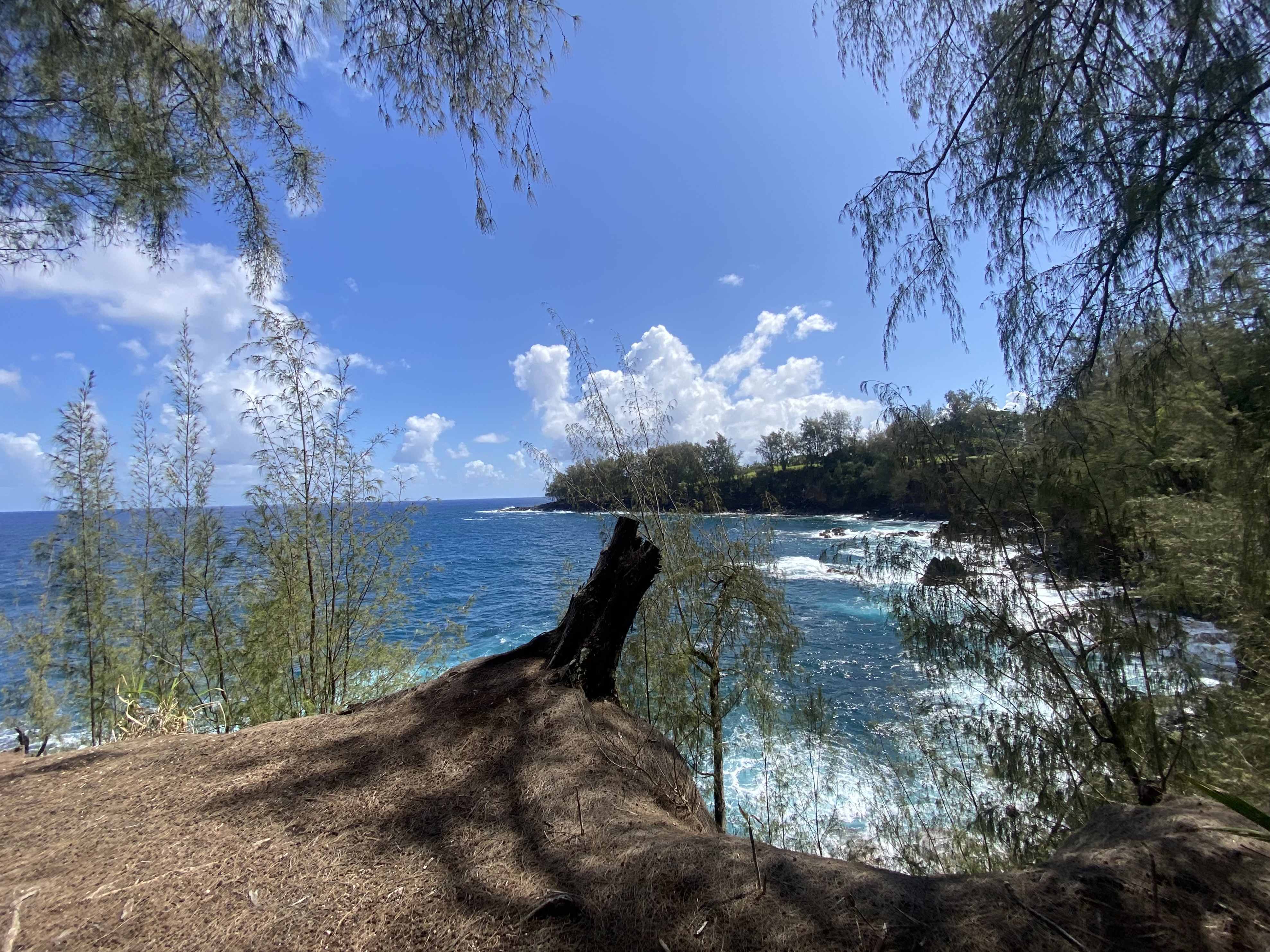 28-3188 Beach Road Pepeekeo, HI 96783 - Photo 11 of 19 a view of a yard in a yard