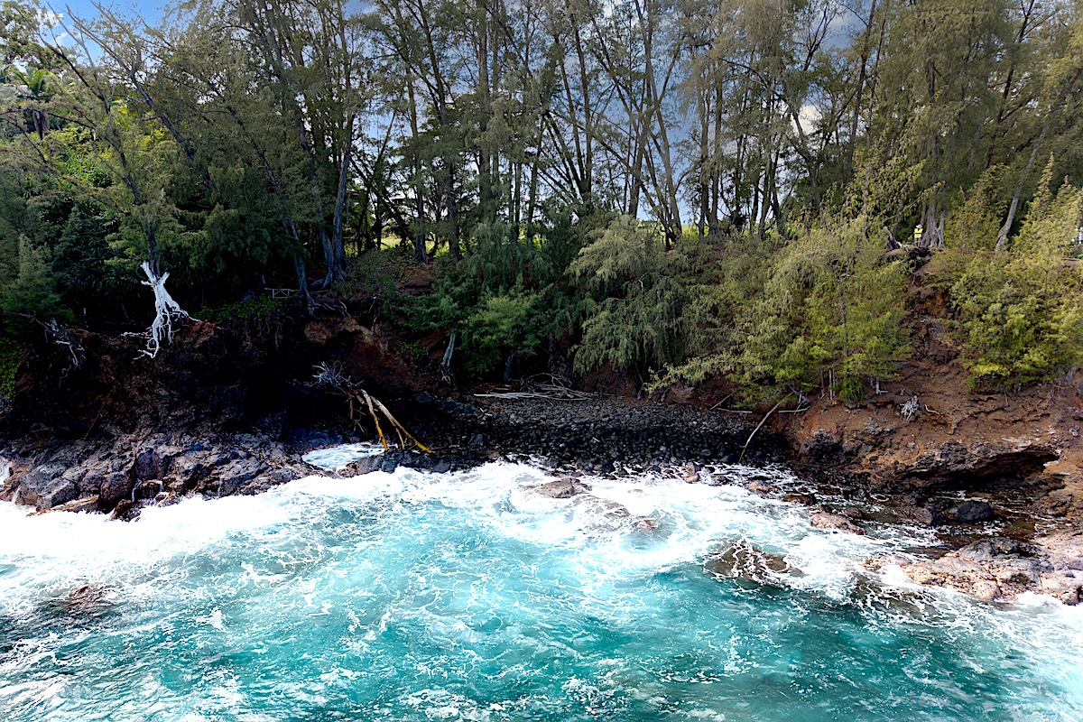 28-3188 Beach Road Pepeekeo, HI 96783 - Photo 18 of 19 a view of a yard with large trees