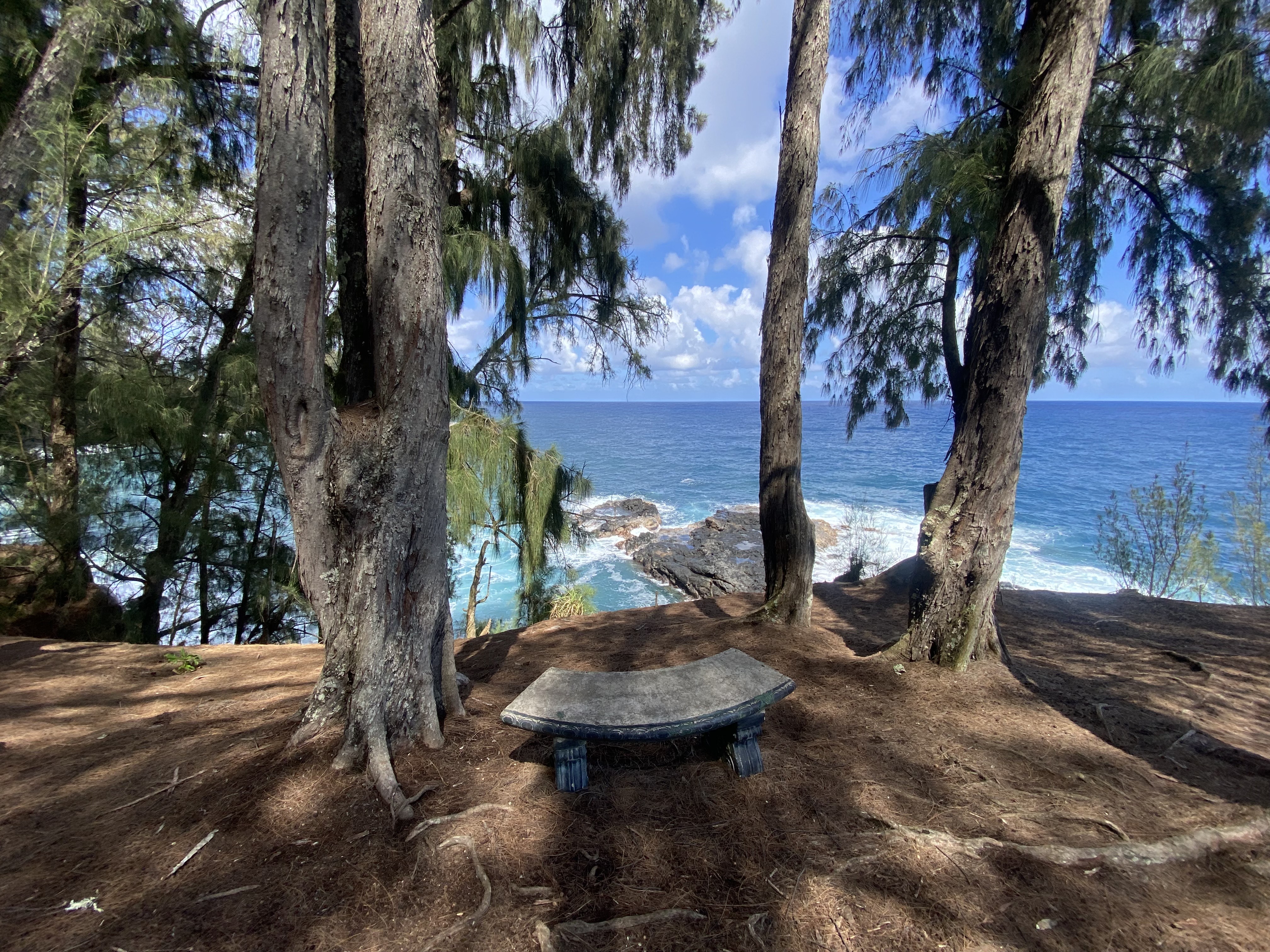 28-3188 Beach Road Pepeekeo, HI 96783 - Photo 9 of 19 a view of a backyard with large tree