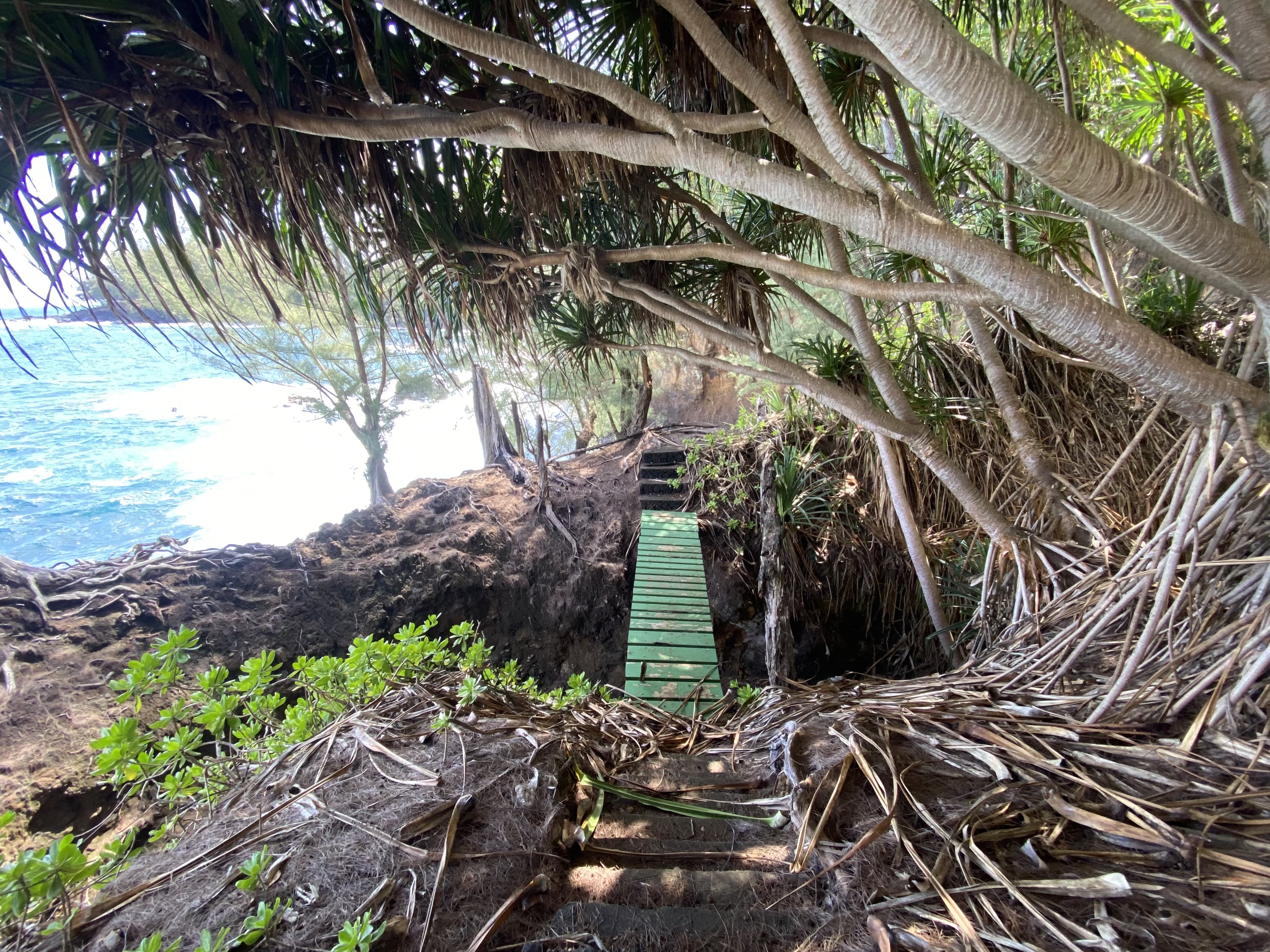 28-3188 Beach Road Pepeekeo, HI 96783 - Photo 10 of 19 a view of a tree with plants